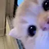 kawaiiandshy
