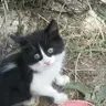hokaraca