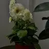 duruiz