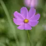 Gamze35_