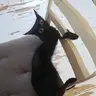 brutallysoft