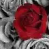 Ayrose