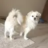 patiliannesiiii