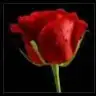 rose5584