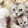 ceyder