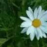 esin_erz