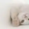 sofistik