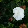 zuzuyum