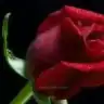 Elizan06