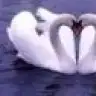 mavisevgi