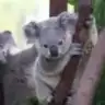 cutey