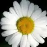 esmer06
