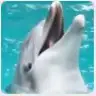 arasasker