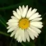 planet_daisy