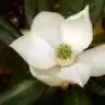 magnolia.grandiflora