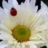ninya