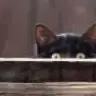 zzpEb