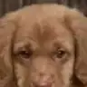 gunessu