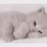 silentcat