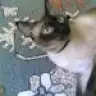 hira64