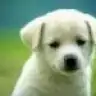 littlelisa
