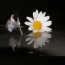 yapraksesi