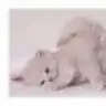 pembekedi
