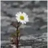 bnzrky