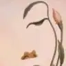 Monia