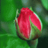 bulut435