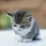 hfzbrl