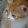 cicikedi