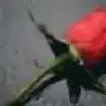 estrella_