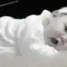 aleyna_83
