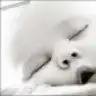 zerrin_papi