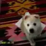 semka