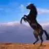 bakinoglu