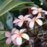 ruefulrose