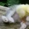 cerenktrk