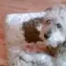 piskedi