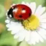 Hapyy