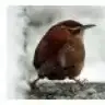 duruca