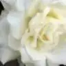 seryus