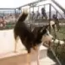 panikkk
