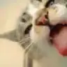 abuksubuk