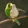 mglove