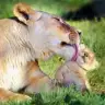 cherish