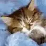 melek_09