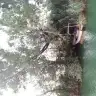 dyguL