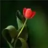 Arzu1982